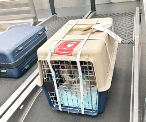 濮阳宠物托运 宠物托运公司 机场宠物托运 宠物空运